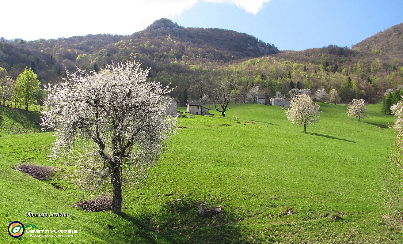 15 Lo splendore di Piazzoli e dei suoi ciliegi in fiore....JPG